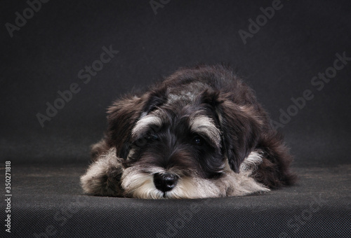 Sad dog miniature schnauzer lies on a black background