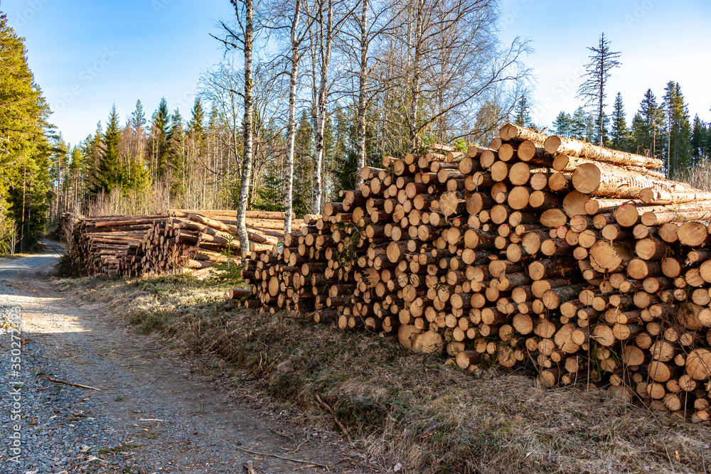 felled trees are ready for transport in a forest in Sweden