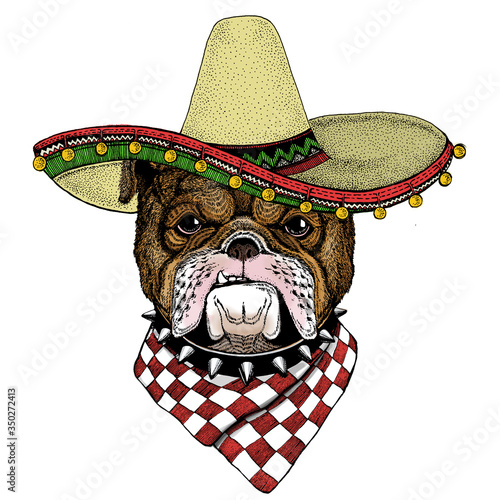 Bulldog, dog. Sombrero mexican hat. Portrait of cute animal.