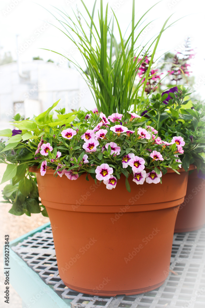 Flower Pot Arrangement