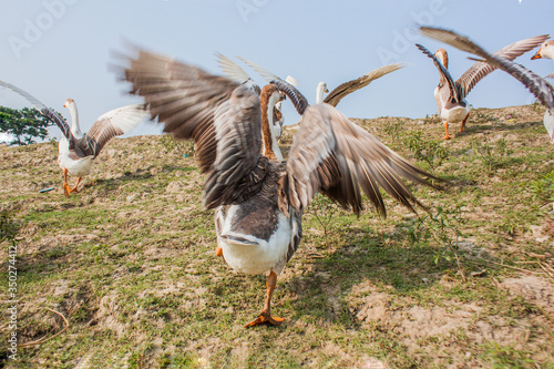 Swan photo