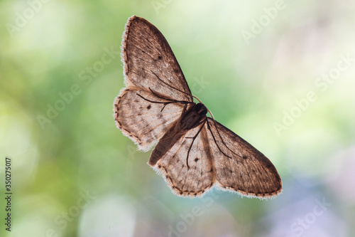 Common brown moth on a window underbelly view macro close up shot green foliage background photo