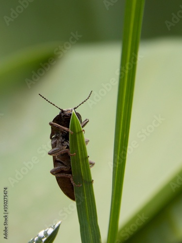 a beetle on a blade of grass