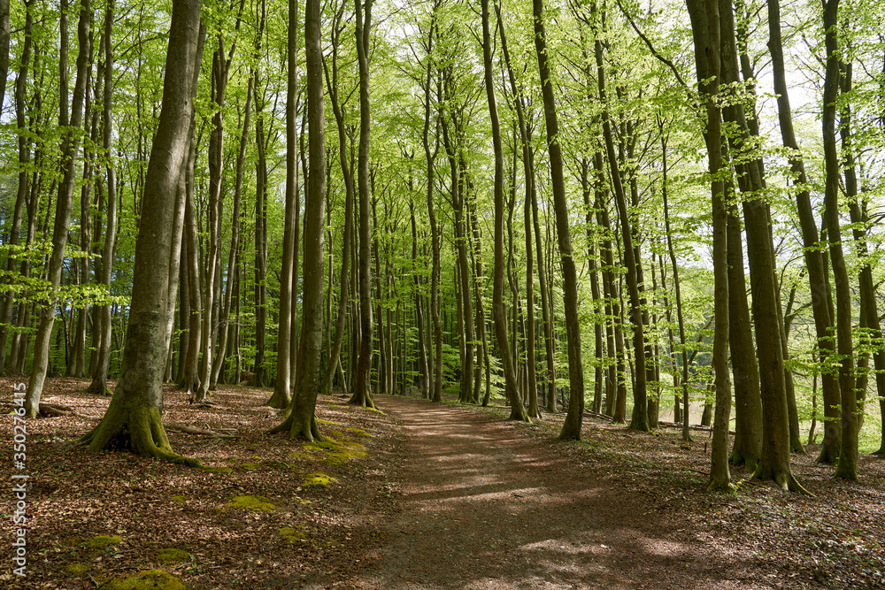 beautiful german beech forest, green landscape with beech trees in a forest in summer, a walking path through trees in forest on a sunny day, with leaves on the ground, germany, island Rügen, spring beautiful german beech forest, green landscape with beech trees in a forest in summer, a walking path through trees in forest on a sunny day, with leaves on the ground, germany, island Rügen, spring