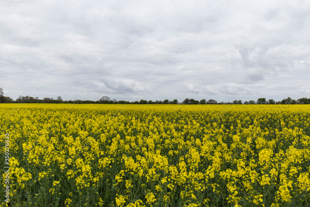 meadow full of yellow flowers on a cloudy day, blooming rapeseed