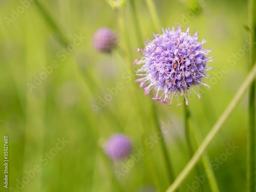 Autumn willow grasses at dawn with purple ball blossoms on agricultural pastureland. Location daylight close-up shot with selective focus. 