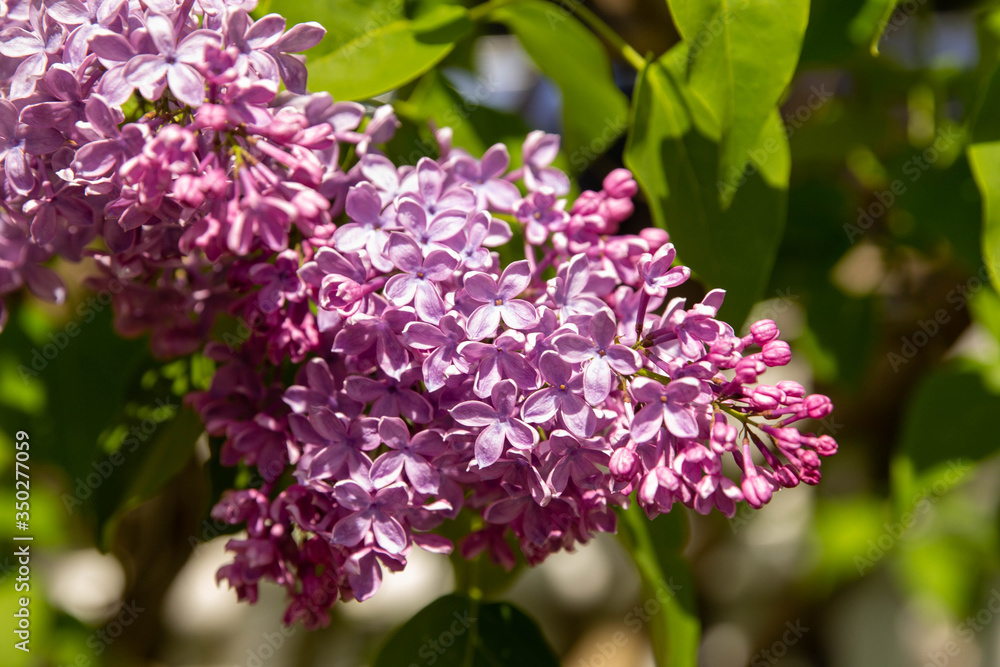 Lilac Lilac