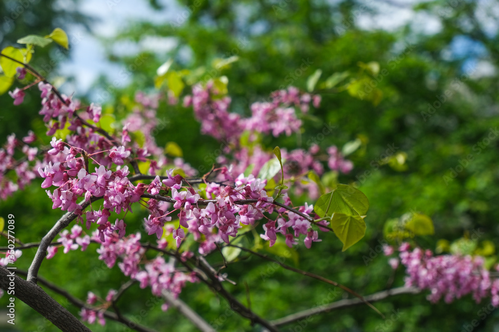 Shot of pink blossom flowers, beautiful floral background.. Shot of pink blossom flowers, beautiful floral background..