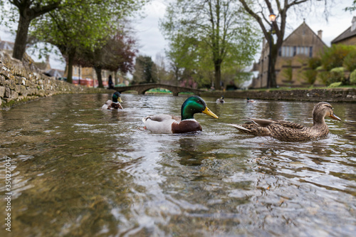 Fototapeta Naklejka Na Ścianę i Meble -  ducks with showy plumage swimming in a river