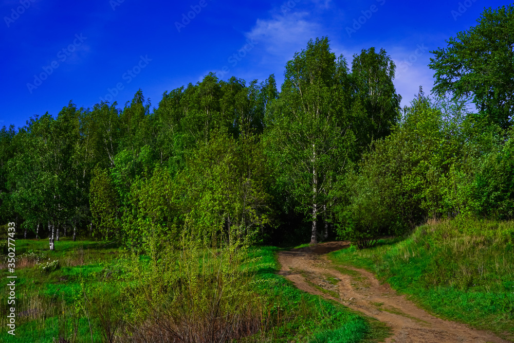 Landscape - a long road and many green trees