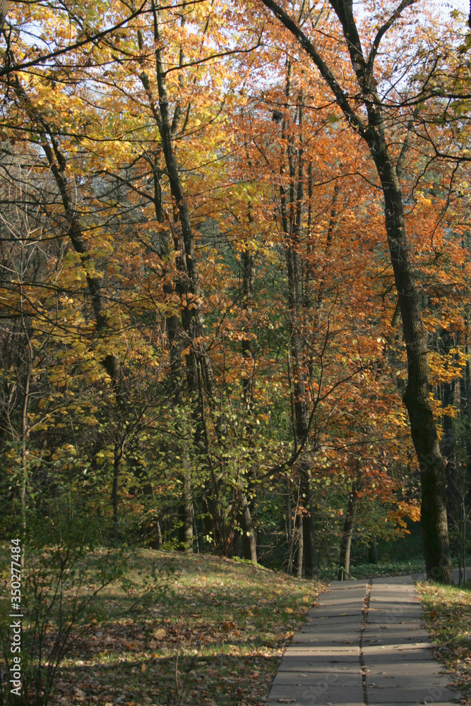 Naklejka premium Sunny autumn park