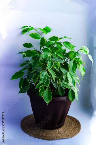 Wallpaper Mural Indoor plant - ficus benjamin Torontodigital.ca