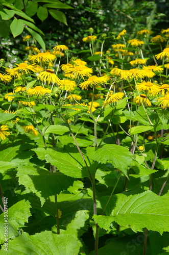 Telekia speciosa flowers blooms in the garden photo