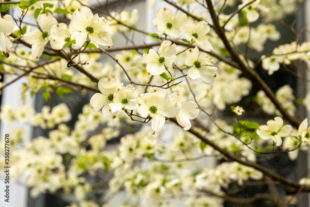 White spring bloom White spring bloom