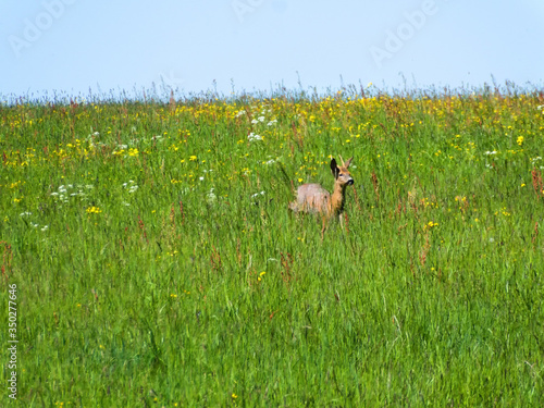 roebuck on a meadow in spring in Germany