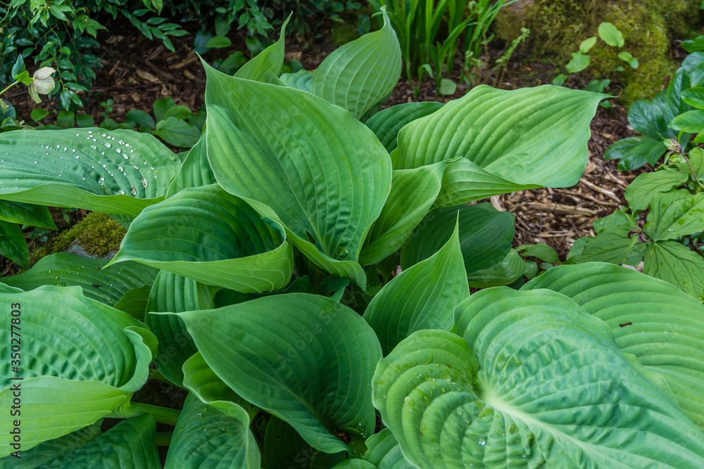Elegant Hosta Leaves 3 Elegant Hosta Leaves 3