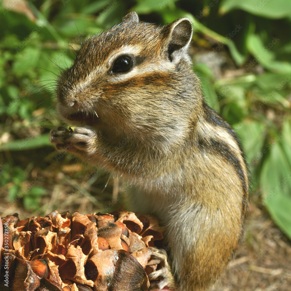 Chipmunk extracts and eats nuts from a pine cone Chipmunk extracts and eats nuts from a pine cone