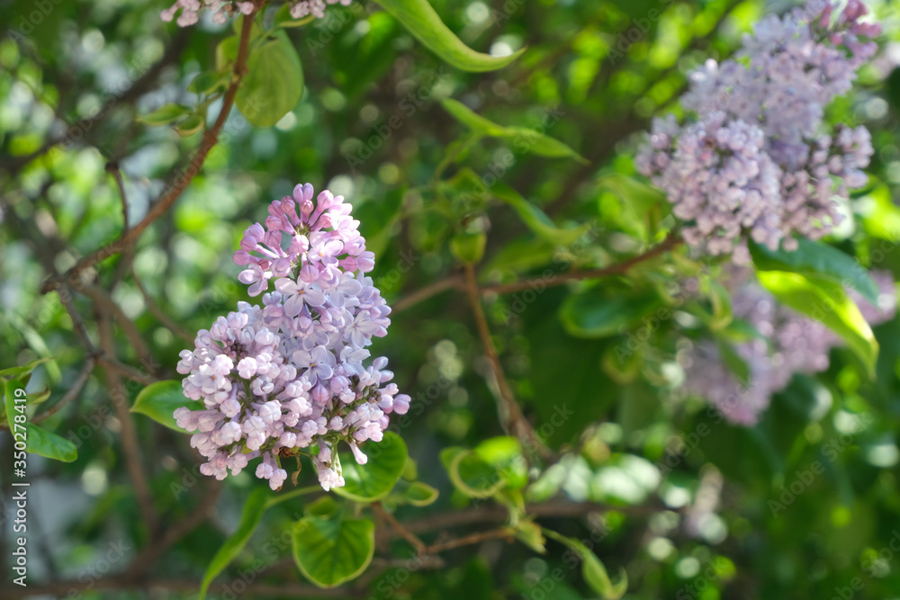 Fototapeta premium Lilac close up, blossoming flowers.Floral background.