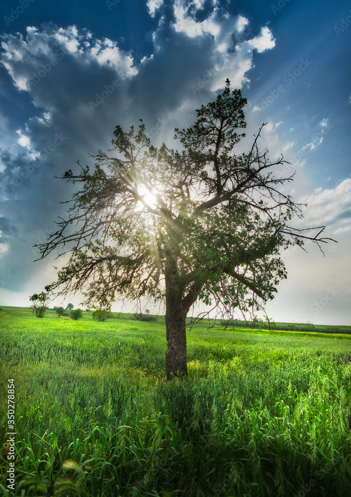 Obraz premium Lonely tree on a meadow and beautiful sunset scene.