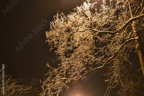 branches in ice in the light of a lantern