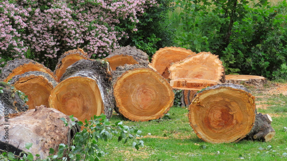 Gefällter Baum im Donaupark Wien Gefällter Baum im Donaupark Wien