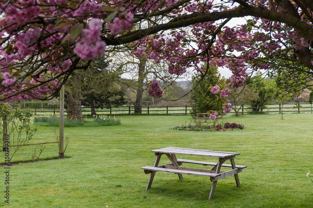 wooden picnic table in a garden with grass and trees with pink flowers wooden picnic table in a garden with grass and trees with pink flowers