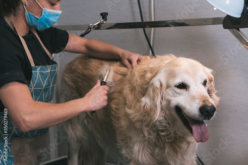 Female hairdresser with mask combing a cute Golden Retriever dog