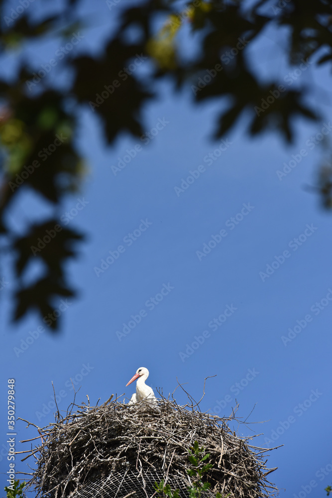 Fototapeta premium oiseau cigogne