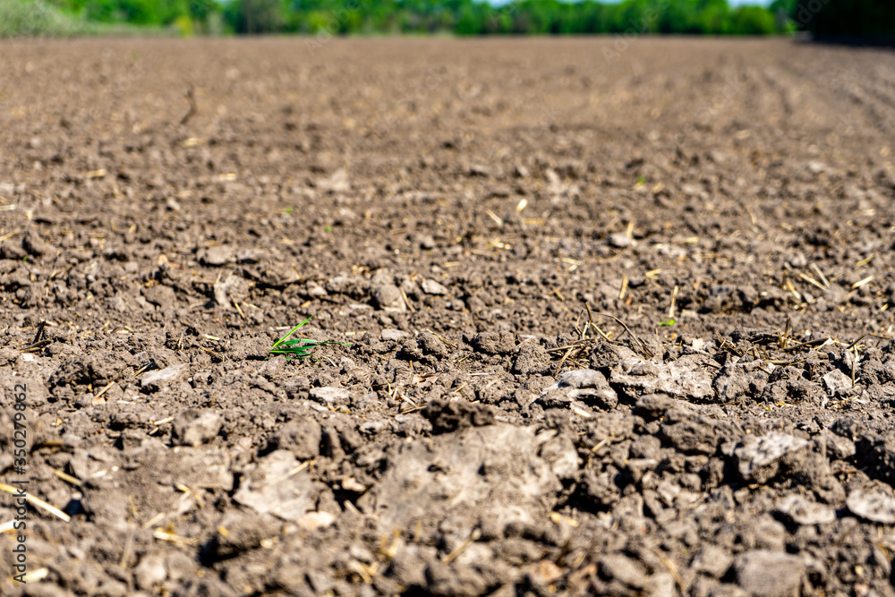 Cultivated field for planting potatoes Cultivated field for planting potatoes