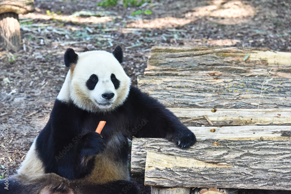 Fototapeta premium Panda ours 