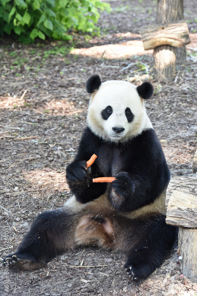 Obraz premium Panda ours 