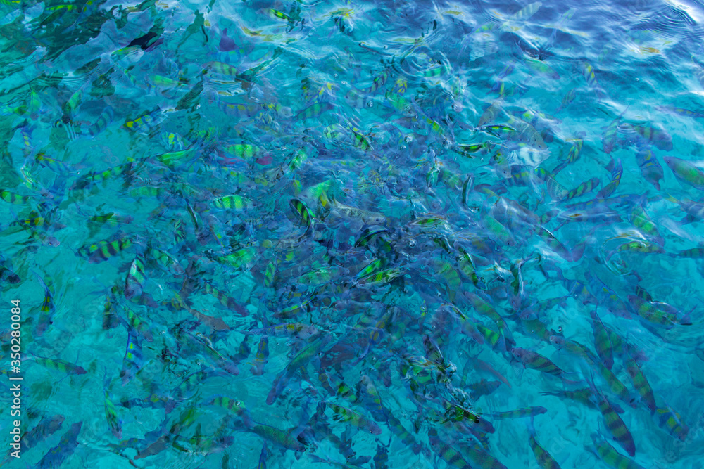 Thailand sea water colorful fishes, crystal clear blue water