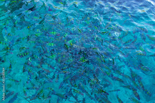 Thailand sea water colorful fishes, crystal clear blue water