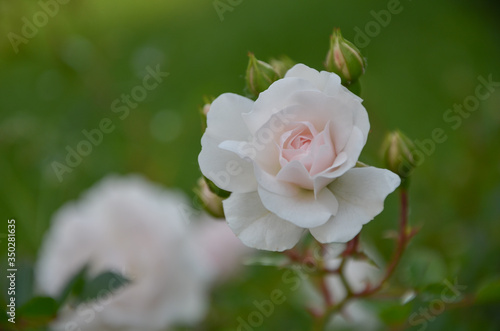 Closeup of  white rose blossoming in the garden