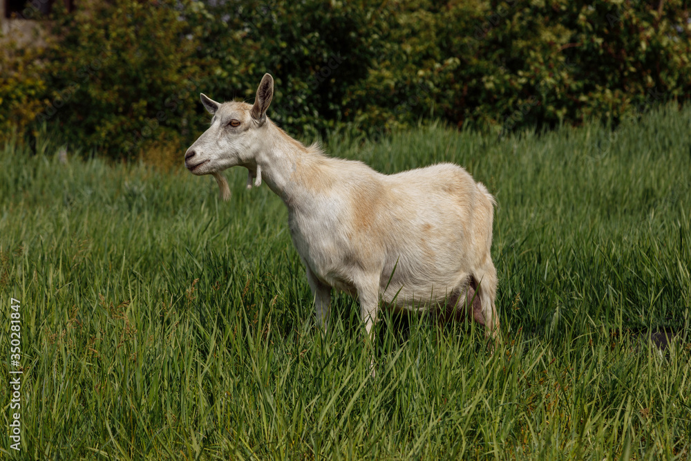 a milch goat on a pasture, a green meadow, against a background of blue sky and green trees a milch goat on a pasture, a green meadow, against a background of blue sky and green trees