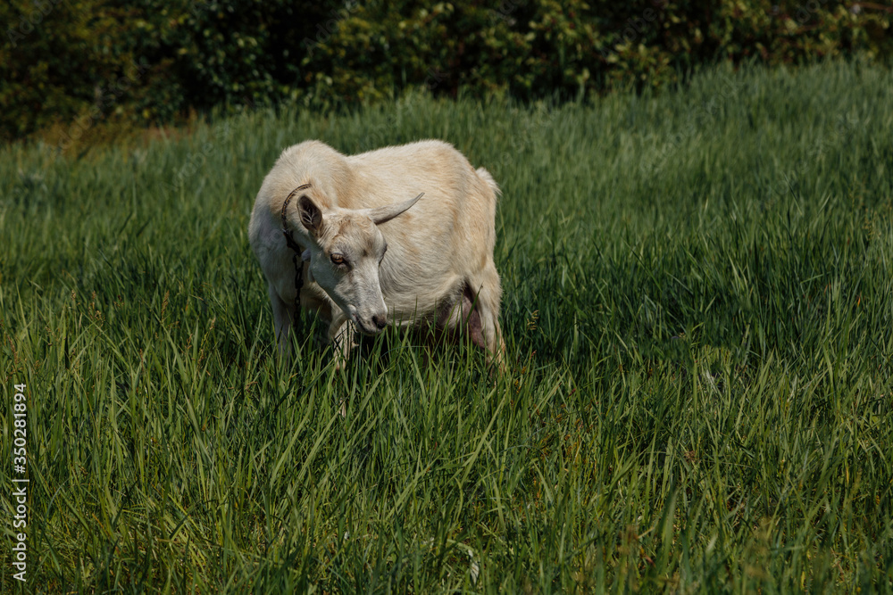 a milch goat on a pasture, a green meadow, against a background of blue sky and green trees a milch goat on a pasture, a green meadow, against a background of blue sky and green trees