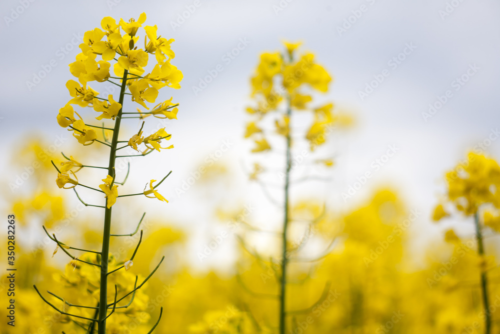 żółte kwiaty rzepaku na polu zbliżenie - obrazy, fototapety, plakaty 