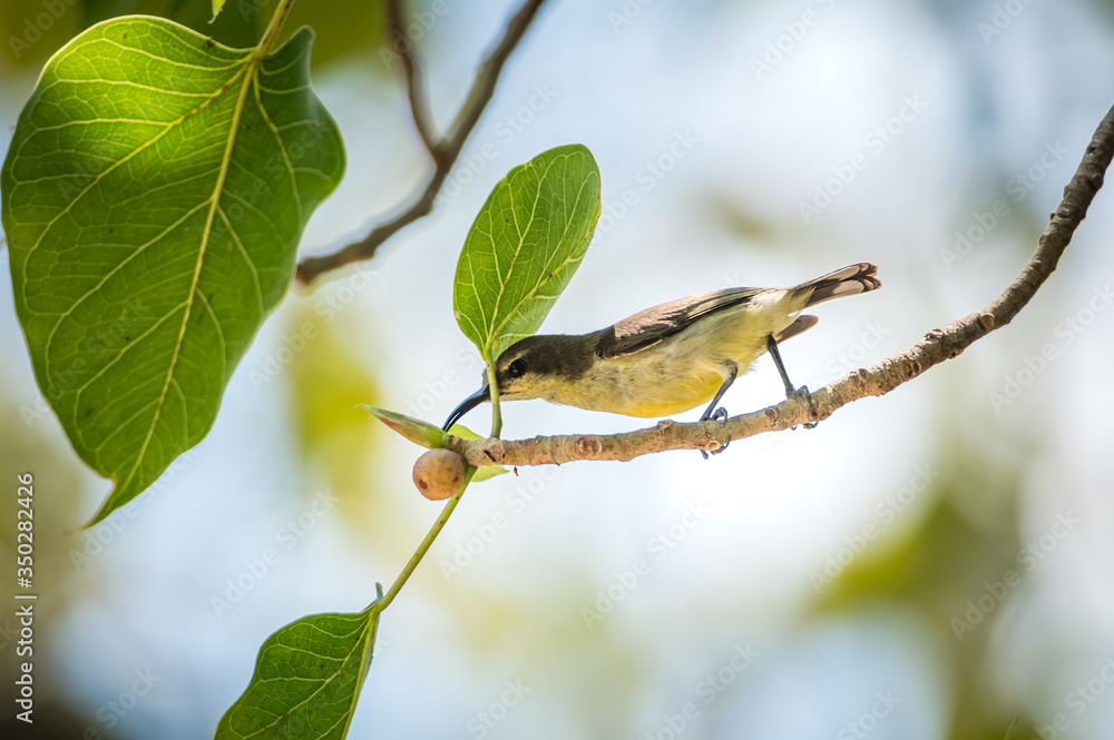 Olive-backed sunbird, Yellow-bellied sunbird Olive-backed sunbird, Yellow-bellied sunbird
