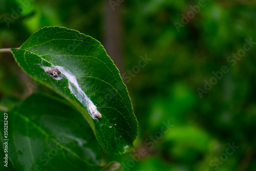 Bird scat on leaf © Rob Photography