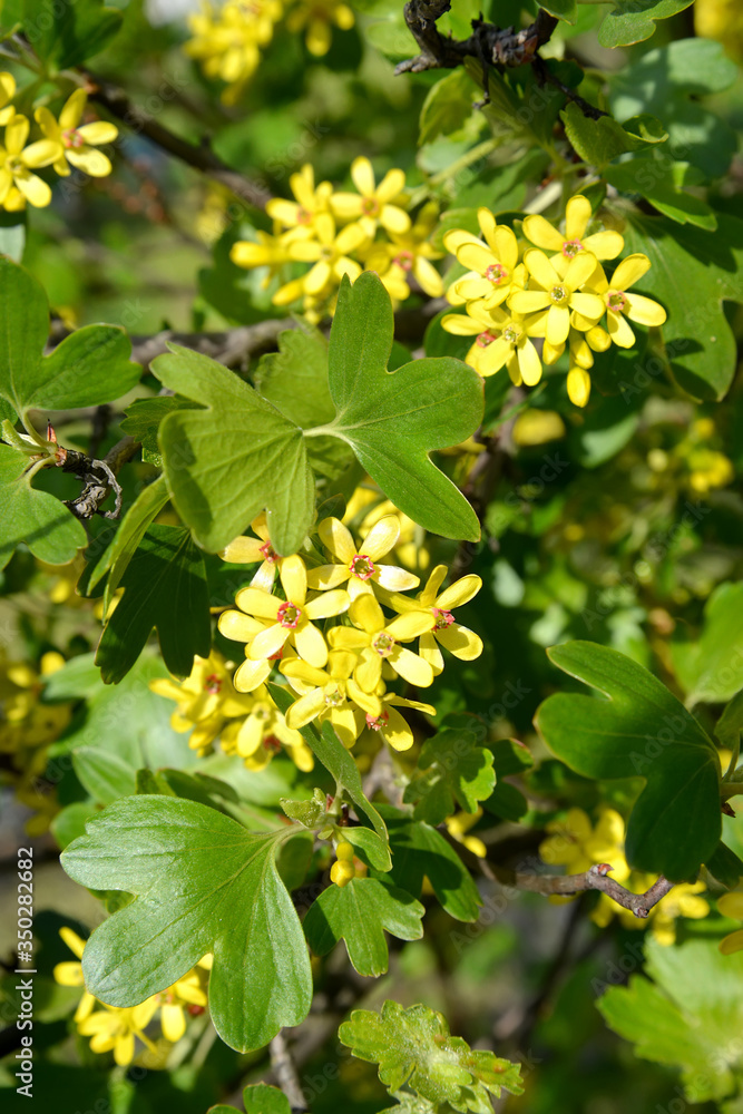The currant is golden (Ribes aureum Pursh.). The blossoming plant The currant is golden (Ribes aureum Pursh.). The blossoming plant