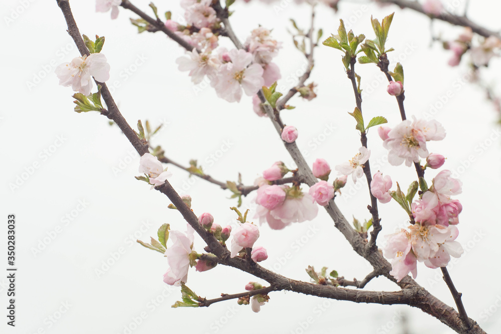 almond blossom in spring Wallpaper almond blossom in spring Wallpaper