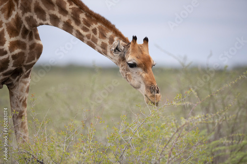 Giraffes graze in the grassy plains near Halali