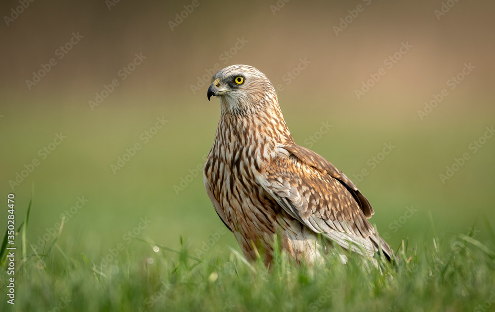 Western Marsh harrier ( Circus aeruginosus ) - male Western Marsh harrier ( Circus aeruginosus ) - male