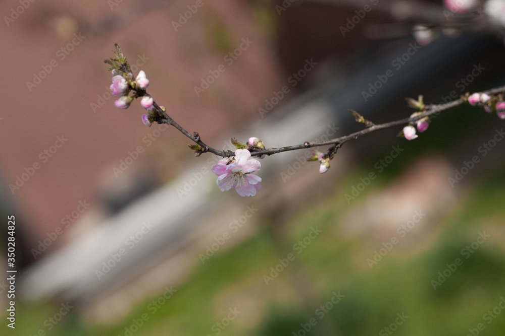 a branch of a flowering fruit tree in spring a branch of a flowering fruit tree in spring