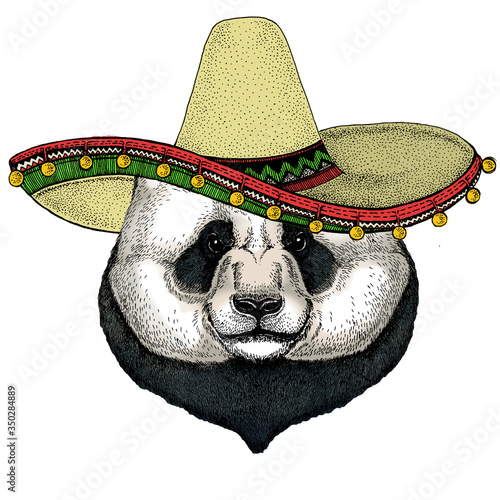 Big panda, bamboo bear portrait. Sombrero mexican hat. Face of cute animal. Bear head.