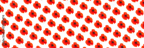 Pattern made of poppy flower on white background  isolated.