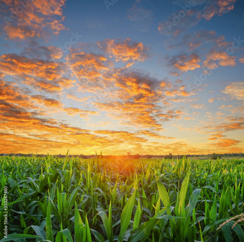 corn field in the morning sunrise.