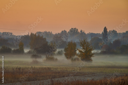 Morning landscape of field with small trees and fog