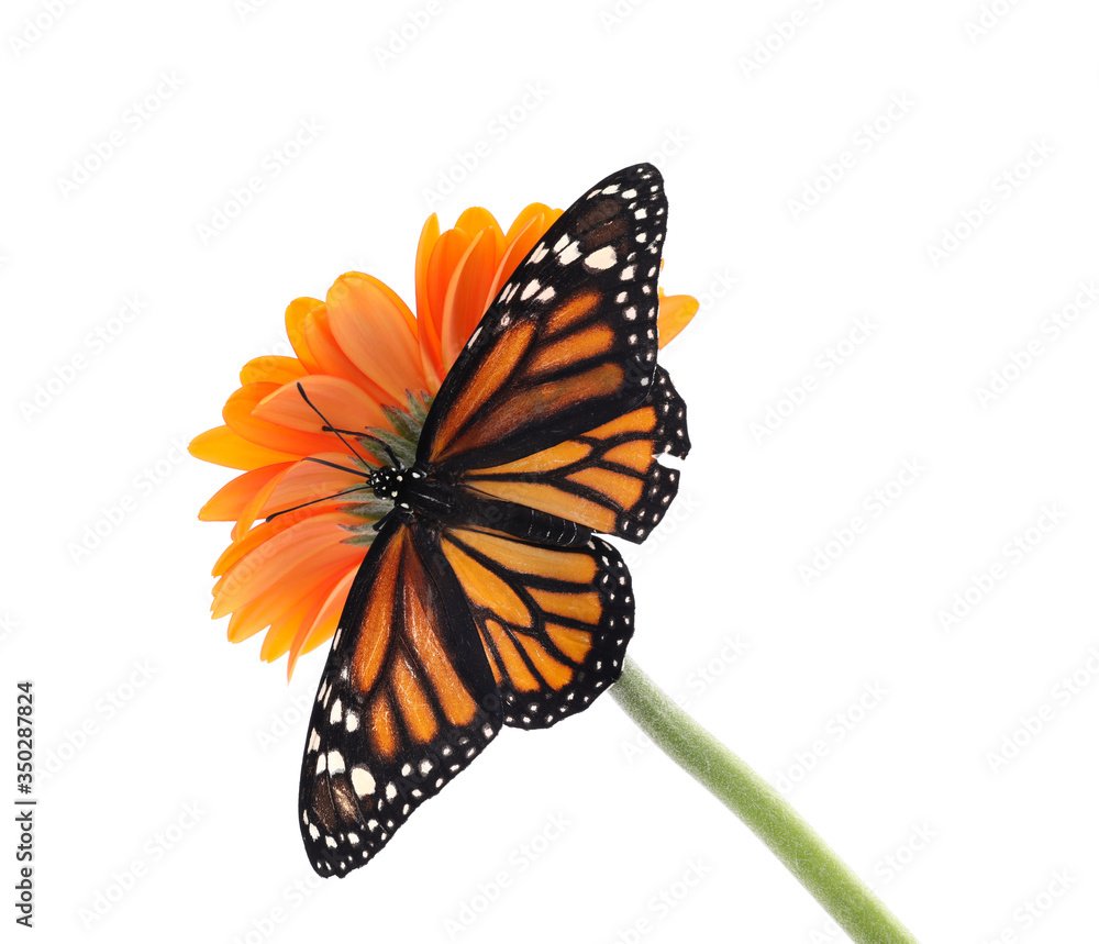 Obraz premium Flower with beautiful monarch butterfly isolated on white