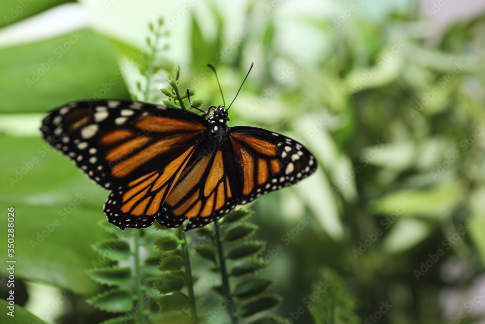 Beautiful monarch butterfly on fern leaf in garden Beautiful monarch butterfly on fern leaf in garden